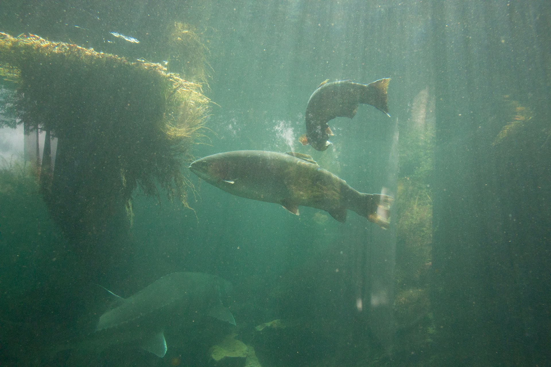 Light through water at the Bonneville Fish Hatchery.