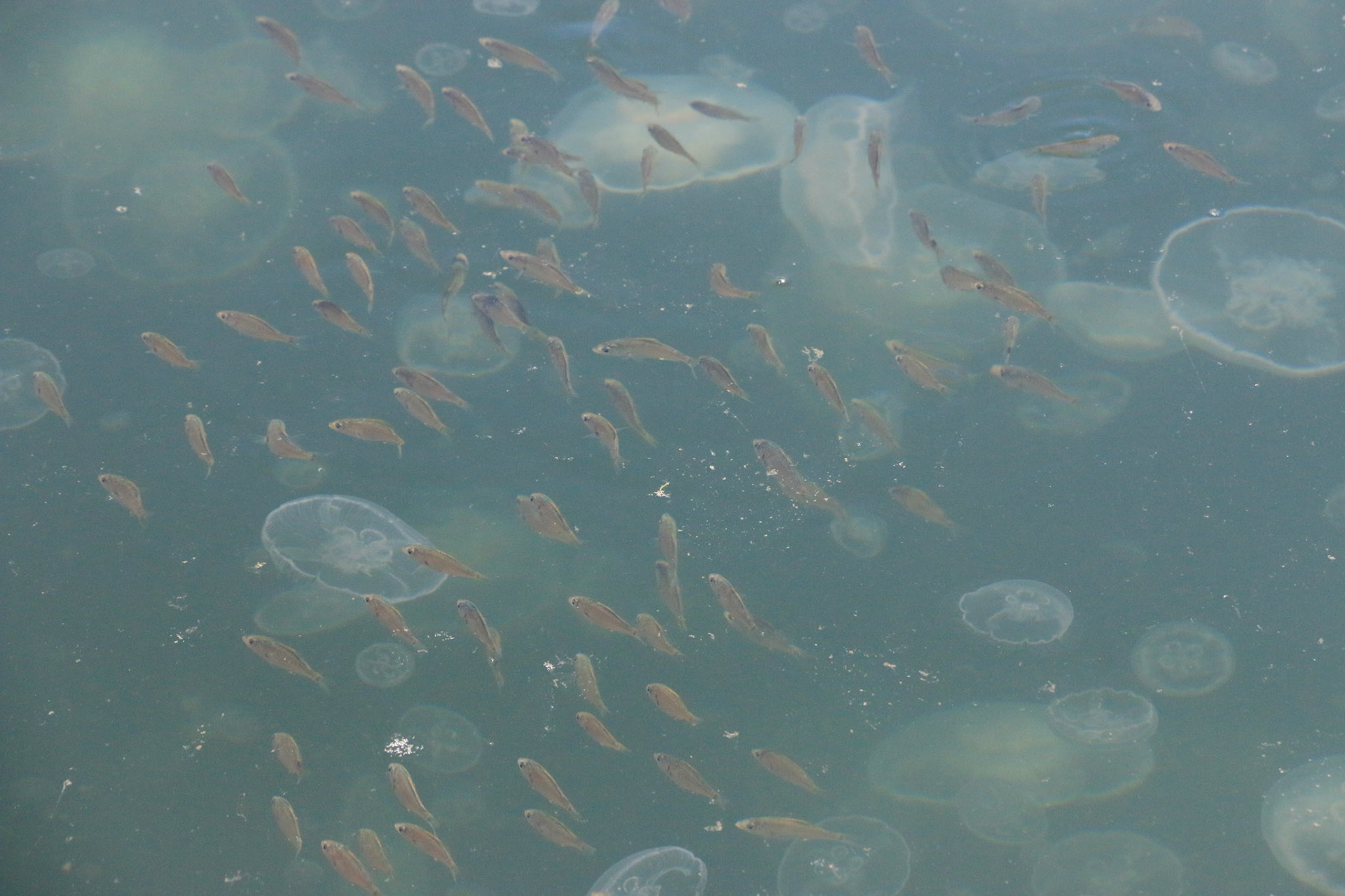 Jellyfish invasion at Port Brownsville, Washington.