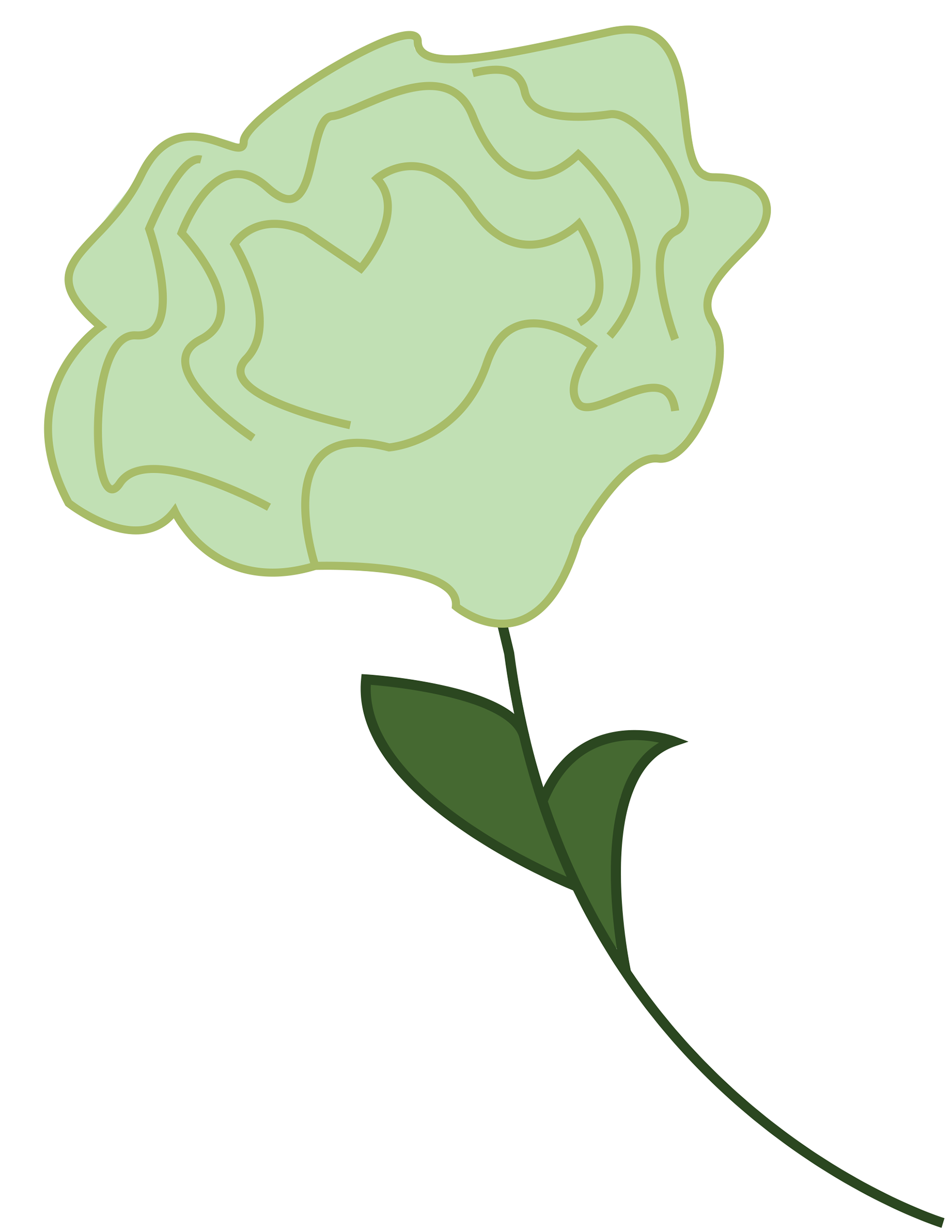 Carnation