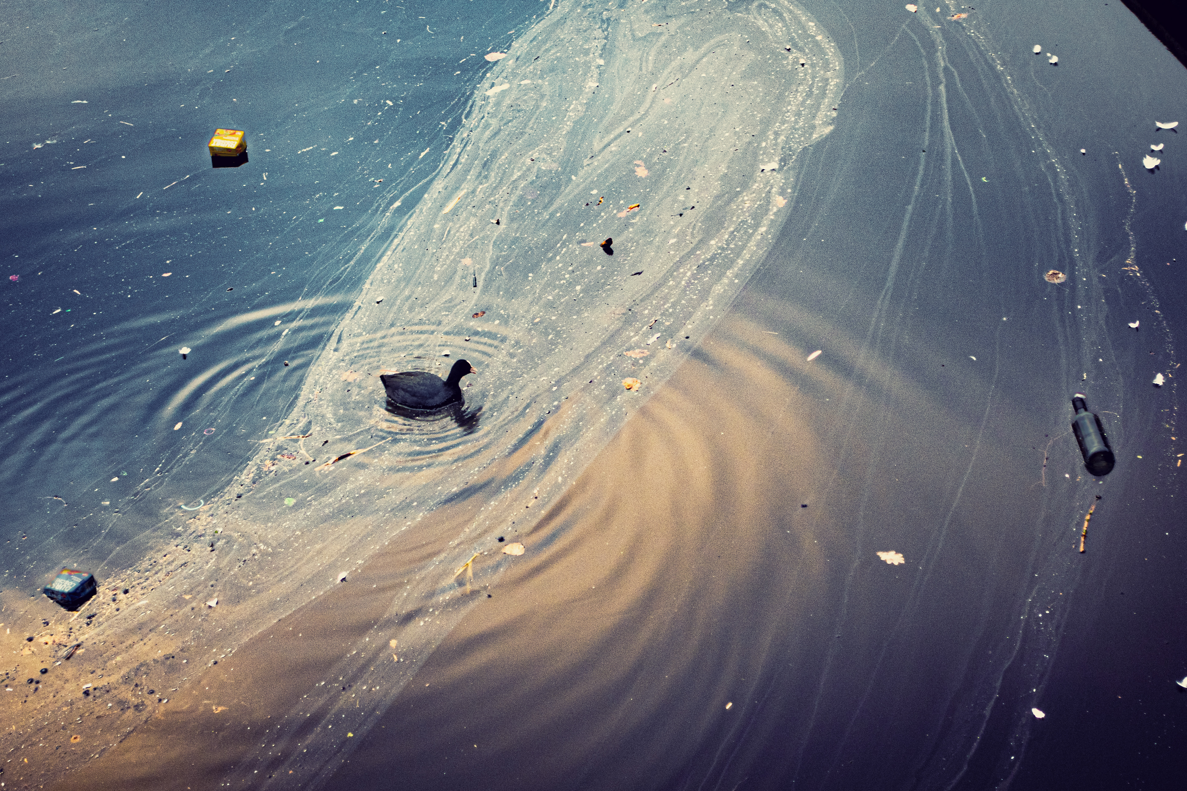 Wasservogel auf der Binnenalster