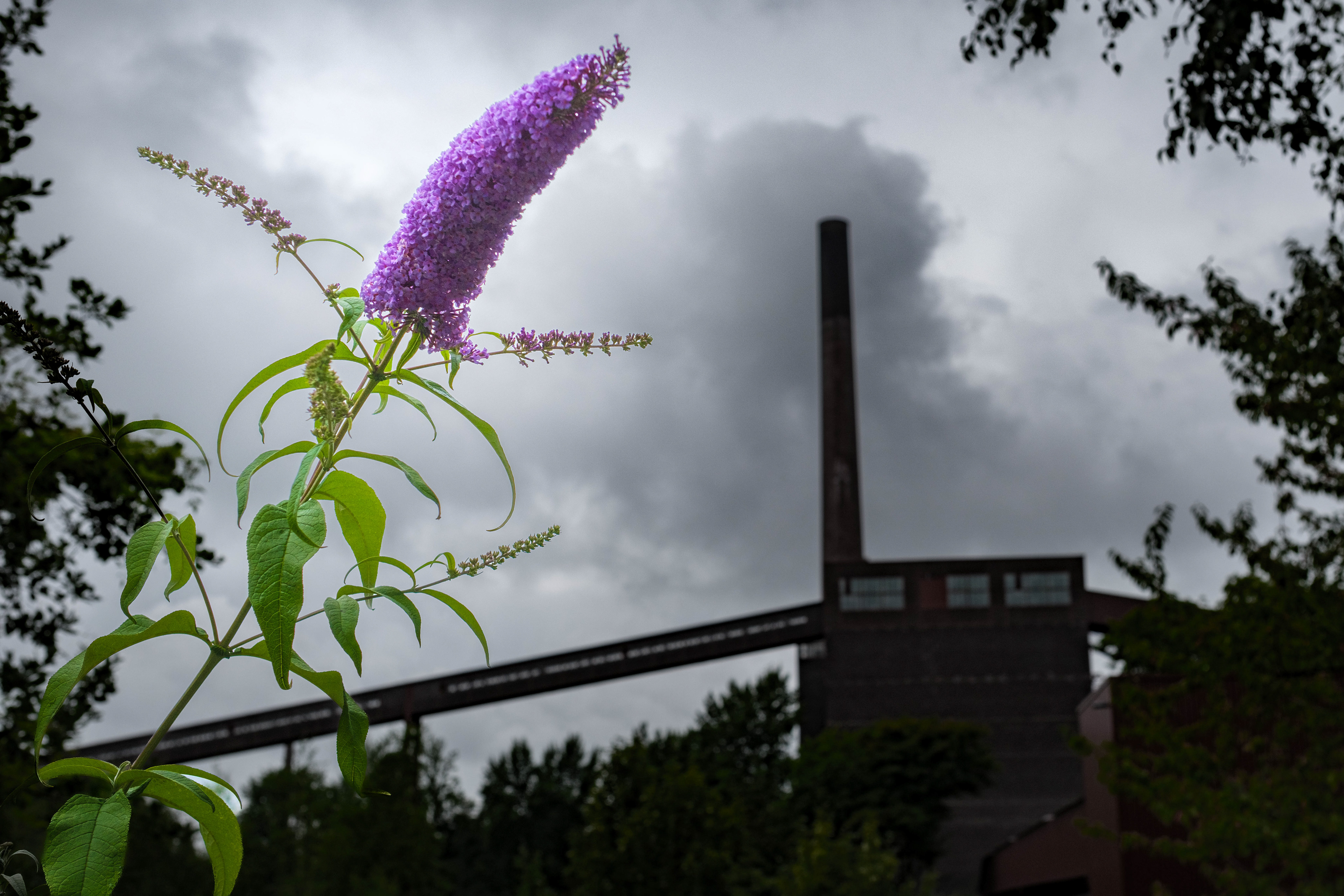 was ist schon ein Schornstein gegen so eine Blüte
