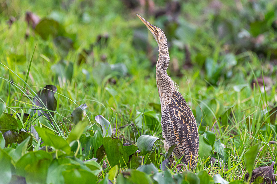 Florent & Bertrand Bonnet-Pinnated Bittern-Caño Negro