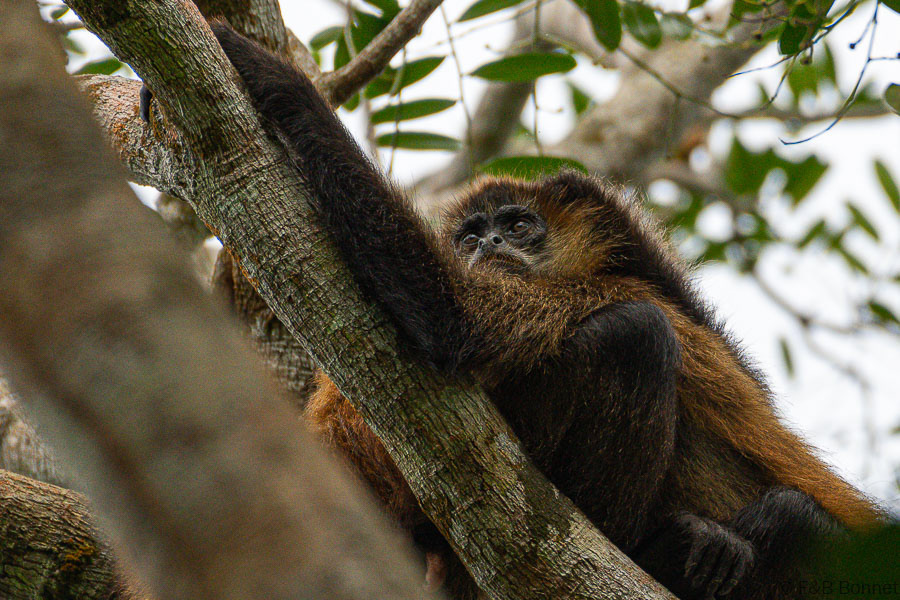 Florent & Bertrand Bonnet-Spider Monkey-Tortuguero