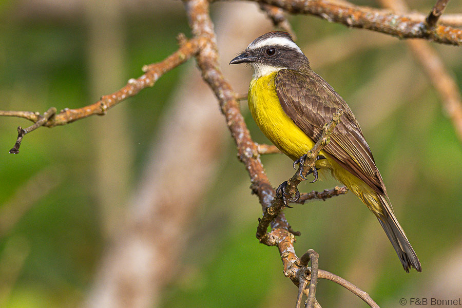 Florent & Bertrand Bonnet-Social Flycatcher-Caño Negro