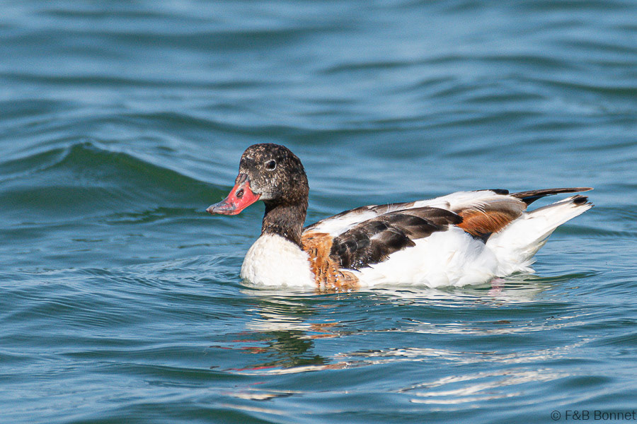 Florent & Bertrand Bonnet-Tadorne de Belon-Bretagne