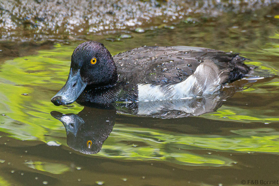 Florent & Bertrand Bonnet-Fuligule morillon-Bretagne
