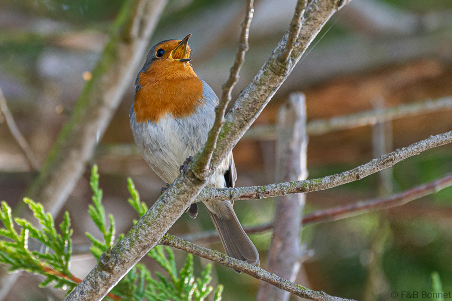 Florent & Bertrand Bonnet-Rougegorge familier-Bretagne