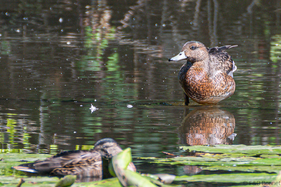 Florent & Bertrand Bonnet-Canard siffleur-Bretagne