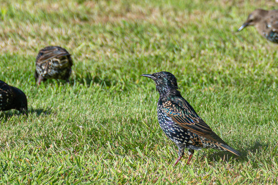 Florent & Bertrand Bonnet-Étourneau sansonnet-Bretagne