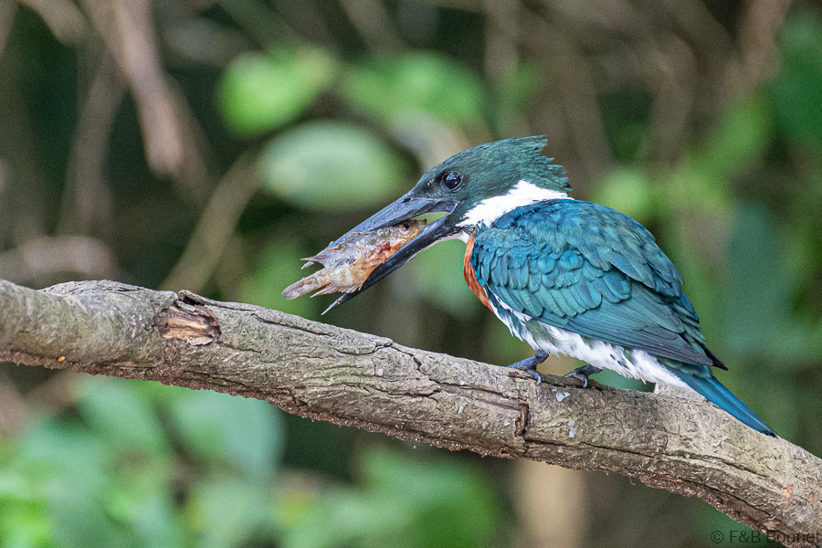 Florent & Bertrand Bonnet-Amazon Kingfisher-Caño Negro