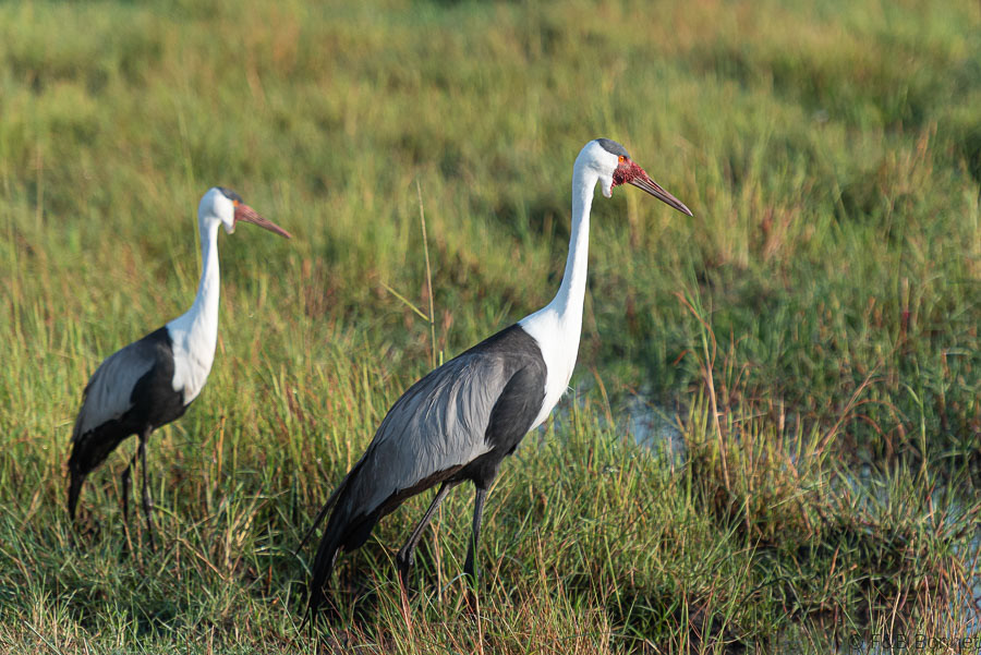 Wattled Crane