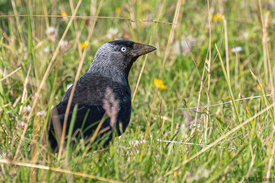Florent & Bertrand Bonnet-Choucas des tours-Bretagne