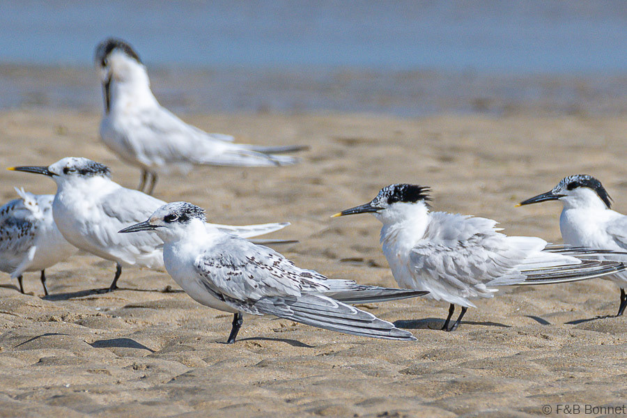 Florent & Bertrand Bonnet-Sterne caugek-Bretagne