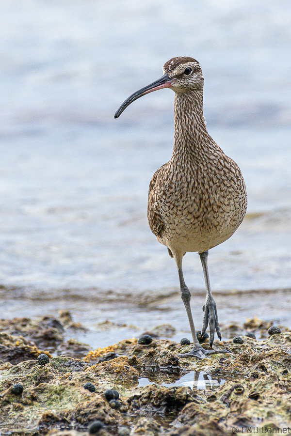 d Bonnet-Wimbrel-Manzanillo