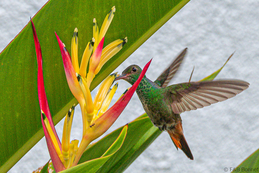 Rufous-tailed Hummingbird-La Fortuna