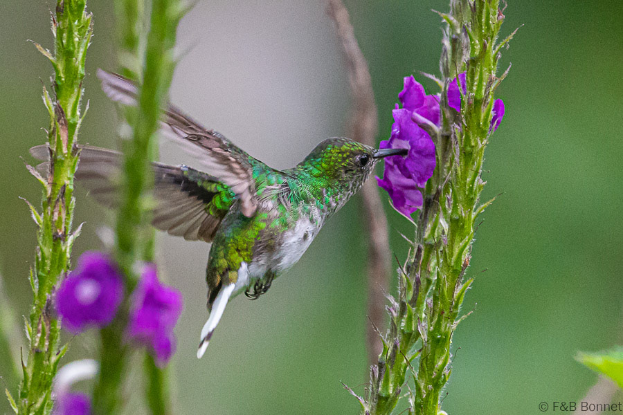 Voopery-headed Emerald-Orosi