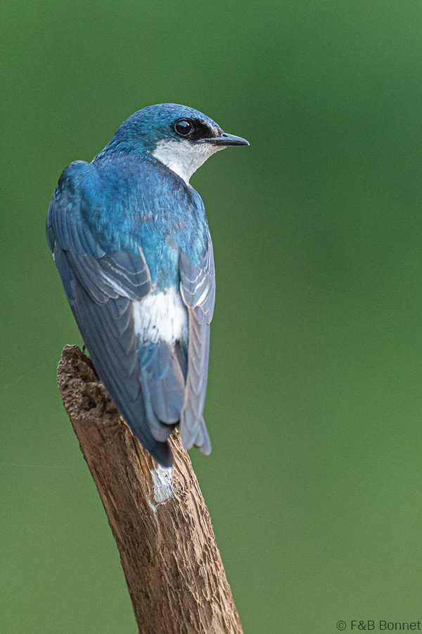 Florent & Bertrand Bonnet-Mangrove Swallow-Caño Negro