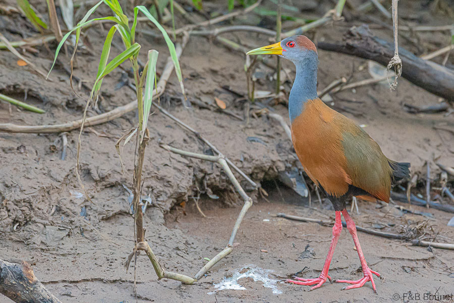 Florent & Bertrand Bonnet-Gray-necked Wood-Rail-Caño Negro