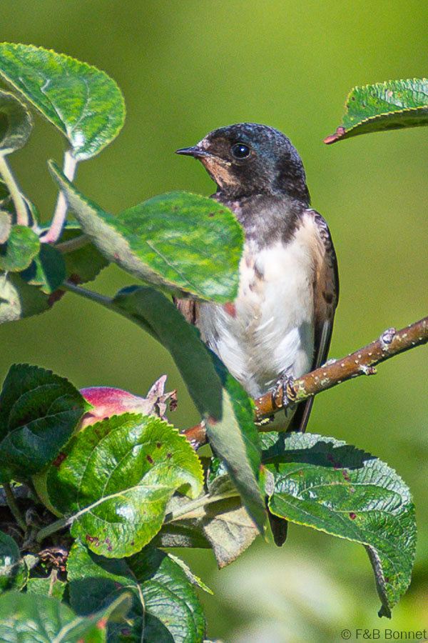 Florent & Bertrand Bonnet-Hirondelle rustique-Bretagne