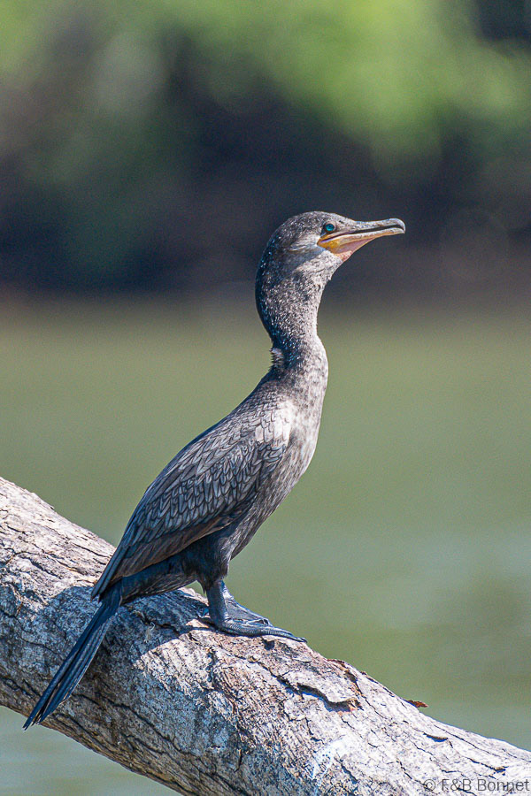 Florent & Bertrand Bonnet-Neotropic Cormorant-Carara