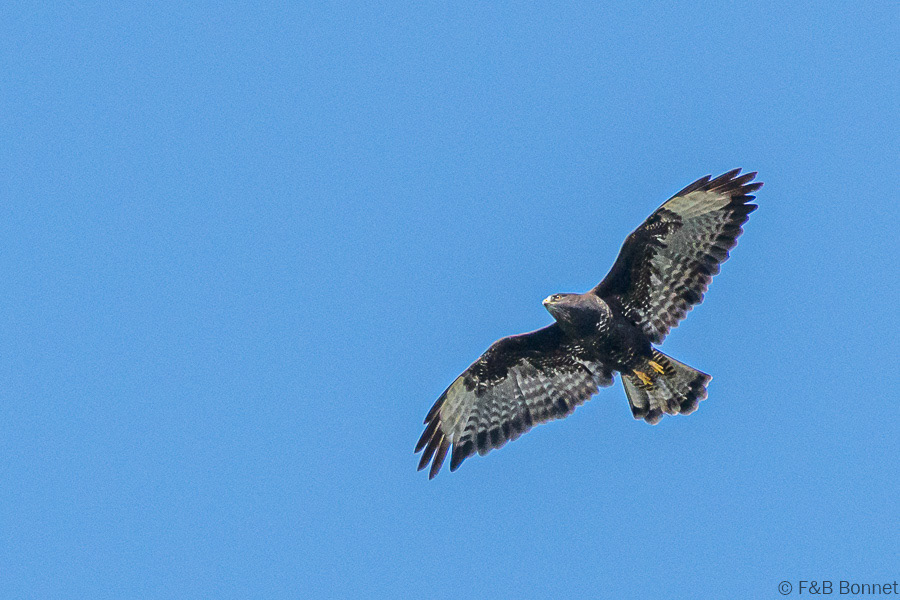 Florent & Bertrand Bonnet-Buse variable-Bretagne