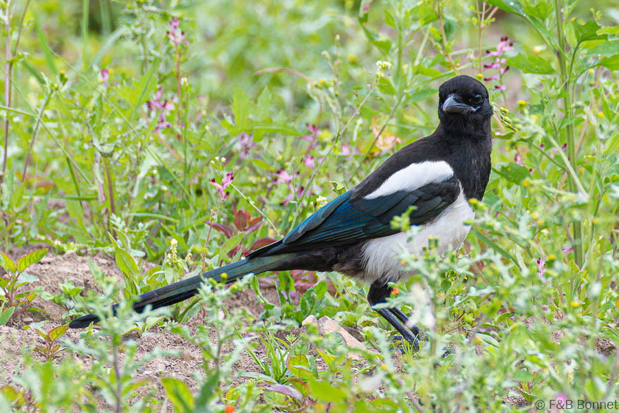 Florent & Bertrand Bonnet-Pie bavarde-Bretagne