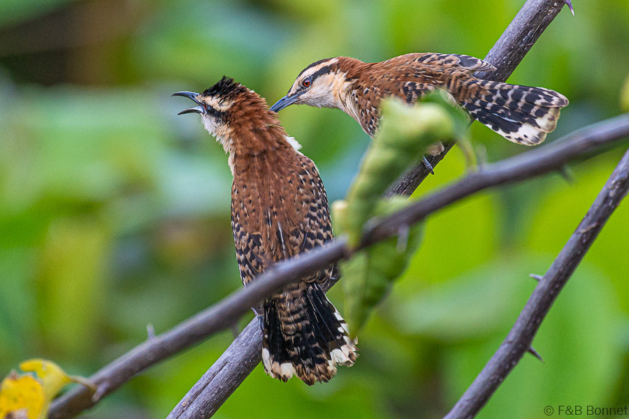 Florent & Bertrand Bonnet-Rufous-naped Wren-Carara