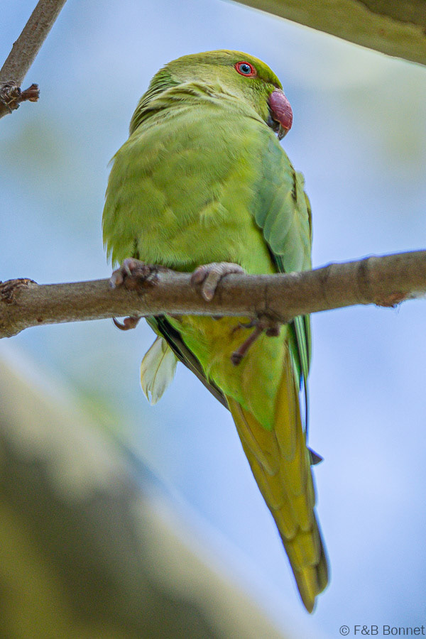Florent & Bertrand Bonnet-Perruche à collier-Paris