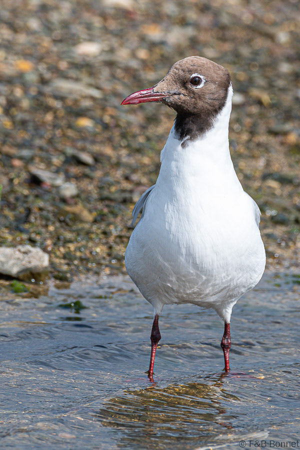 Florent & Bertrand Bonnet-Mouette rieuse-Bretagne