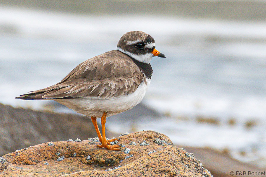 Florent & Bertrand Bonnet-Grand Gravelot-Bretagne