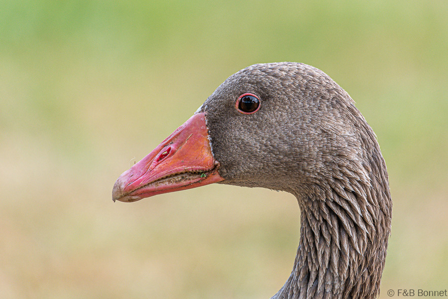 Florent & Bertrand Bonnet-Oie cendrée-Bretagne