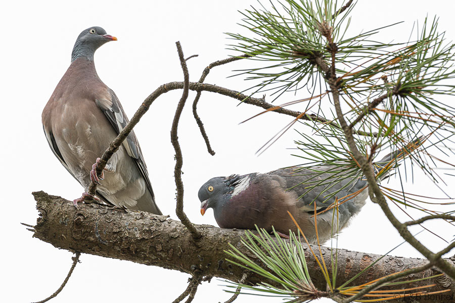 Florent & Bertrand Bonnet-Pigeon ramier-Bretagne