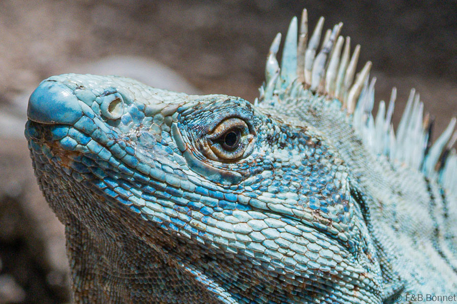 Florent & Bertrand Bonnet-Black Spiny-tailed Iguana-Peninsula de Nicoya
