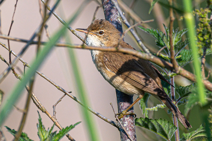 Florent & Bertrand Bonnet-Rousserolle effarvatte-Bretagne