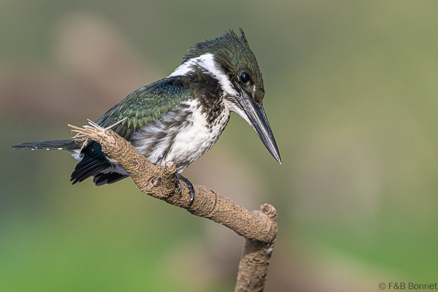 Florent & Bertrand Bonnet-Amazon Kingfisher-Caño Negro