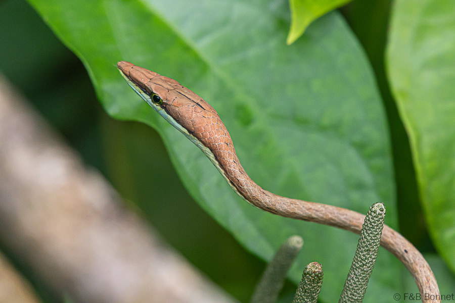 Florent & Bertrand Bonnet-Brown Serpent de vigne-Cahuita