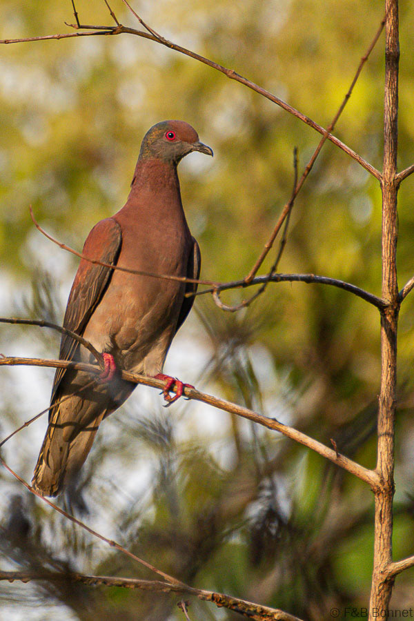 Florent & Bertrand Bonnet-Pale-vented Pigeon-Carara