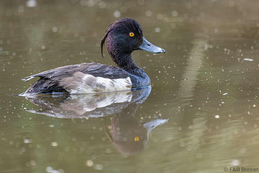 Florent & Bertrand Bonnet-Fuligule morillon Bretagne