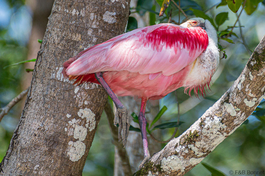 Florent & Bertrand Bonnet-Roseate Spoonbill-Carara
