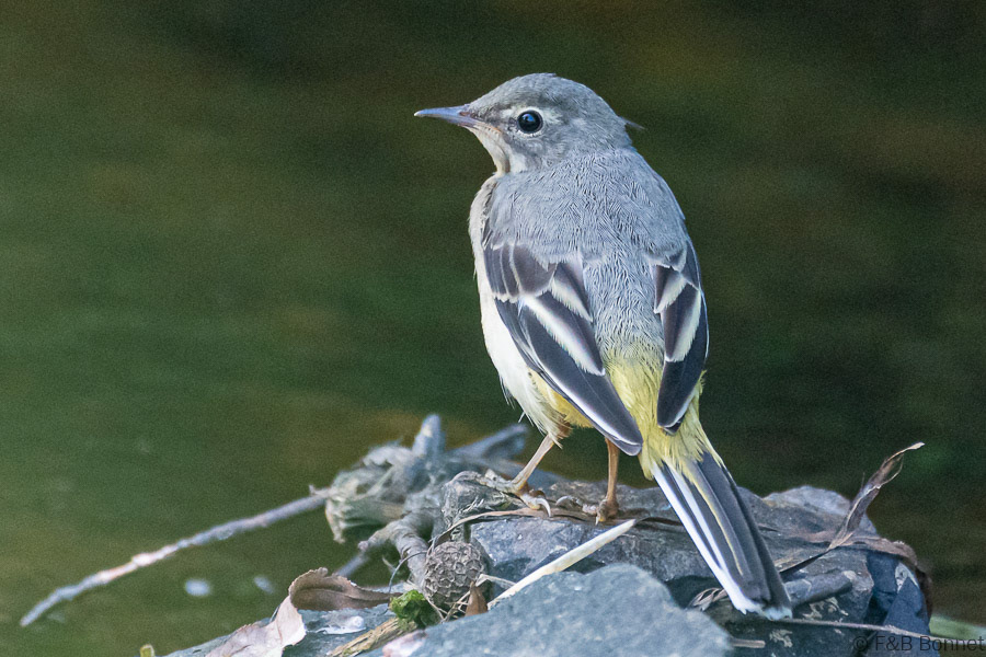 Florent & Bertrand Bonnet-Bergeronnette des ruisseaux-Bretagne