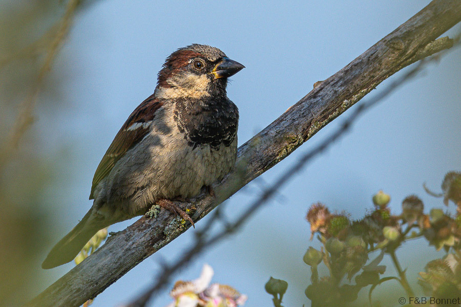 Florent & Bertrand Bonnet-Moineau domestique-Bretagne
