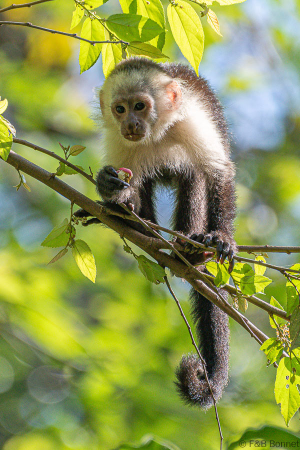 Florent & Bertrand Bonnet-White-throated Capuchin-Peninsula de Nicoya