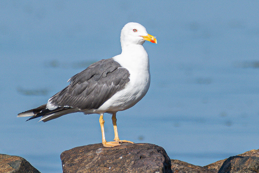 Florent & Bertrand Bonnet-Goéland brun-Bretagne