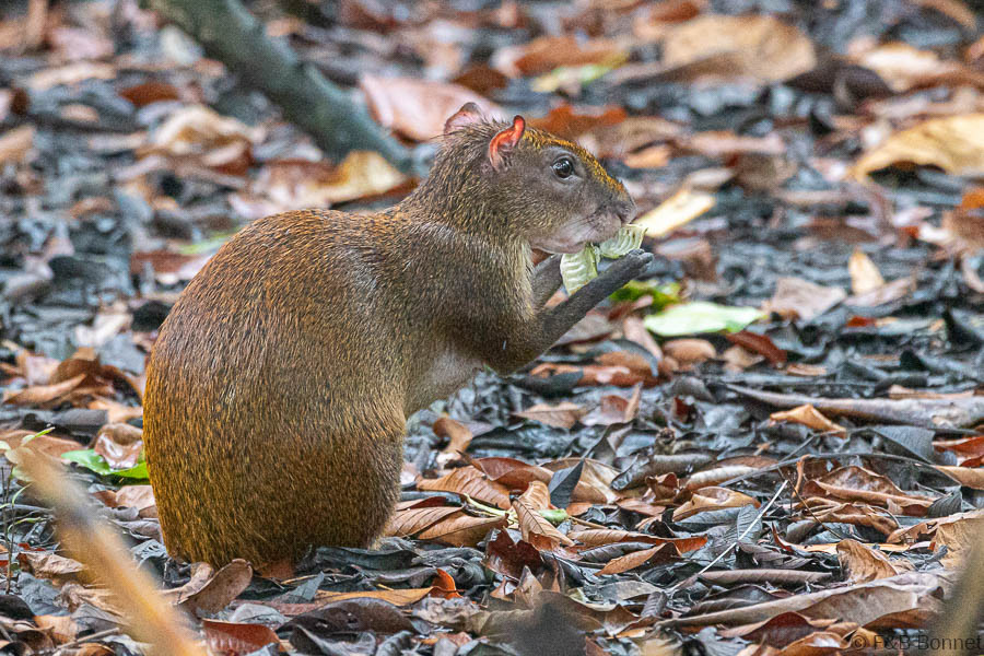 Florent & Bertrand Bonnet-Agouti-Manzanillo