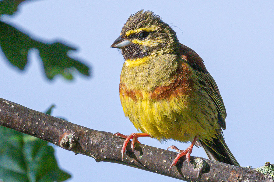 Florent & Bertrand Bonnet-Bruant zizi-Bretagne