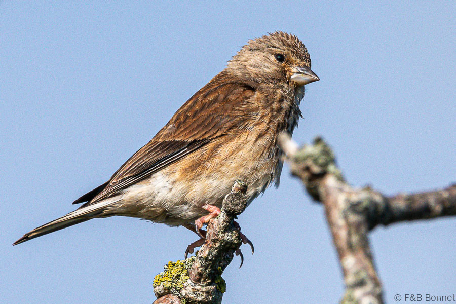 Florent & Bertrand Bonnet-Linotte mélodieuse-Bretagne
