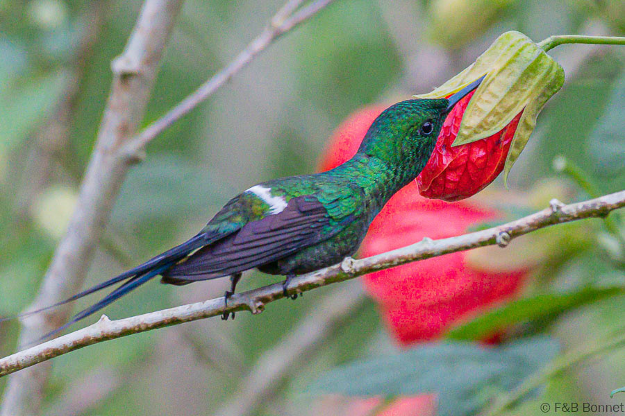 Green Thorntail-Orosi