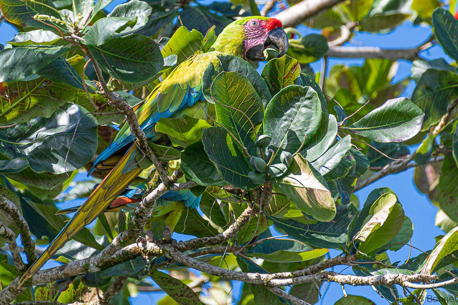 Florent & Bertrand Bonnet-Great Green Macaw-Tortuguero