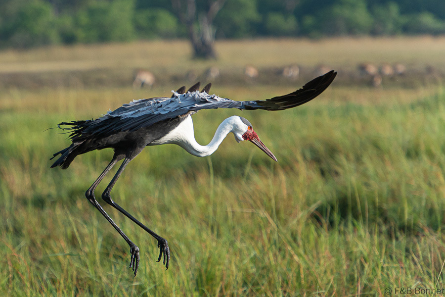 Wattled Crane