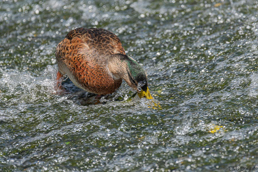 Florent & Bertrand Bonnet-Canard colvert-Bretagne